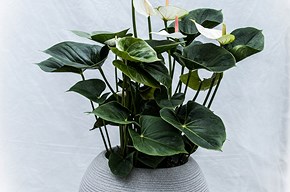 Anthurium bianco